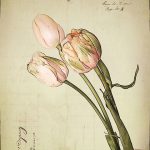 botanicals tulips