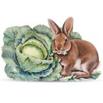 Trompe L'Oeil Rabbit Munching on Cabbage