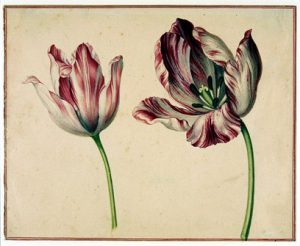 tulips botanicals